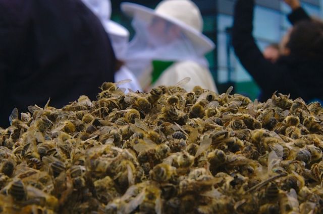 В массовой гибели пчел в Тюменской области виноваты яды