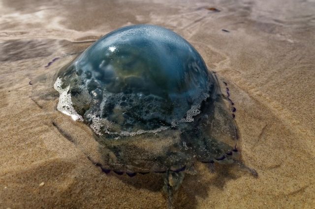 Медузы не редкость на побережьях Черного и Азовского морей.