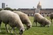 Стадо овец пасется возле Дома Инвалидов в Париже, Франция.