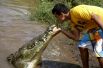 Костариканец Хуан Сердас, чье хобби — кормить крокодилов, целует одного из них в реке Тарколес, Коста-Рика.