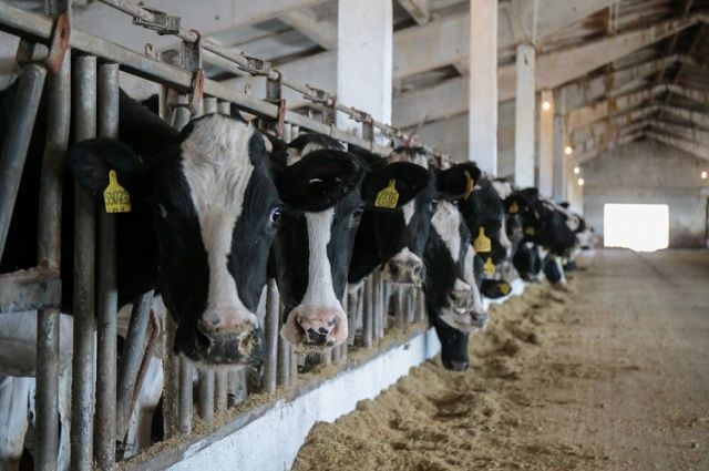 В Уватском районе откроется ферма по разведению породистых коров