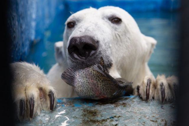 Фотографии белых медведей вызывают настоящий восторг