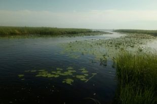 Ребёнок запутался в водорослях и погиб.