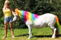 Никакого вреда пони краски не нанесут, они неагрессивные и нестойкие, но две-три недели лошадка будет радужной.