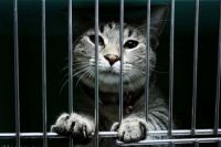 Без вины виноваты. Более 30-ти тюремных кошек ждут своих хозяев