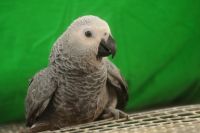 Большинство домашних попугаев родились в неволе, и они хорошо приспособлены к квартирным условиям, считают ветеринары.