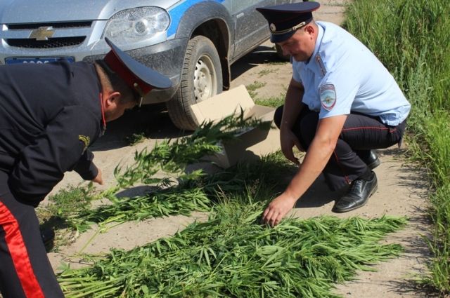 Запрещённые растения обнаружили полицейские во время очередного рейда в Чайковском районе.