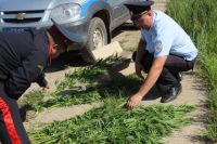 Запрещённые растения обнаружили полицейские во время очередного рейда в Чайковском районе.