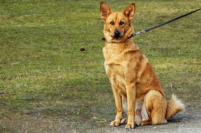 Тюменские спасатели вызволили собаку, застрявшую на болоте 