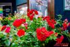Почвопокровная роза «Скарлет Мэй»