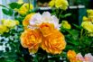 Кустарниковая роза «Анни Дюпрей»