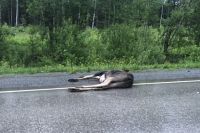 Тело животного нашли рядом с автомобильной дорогой.