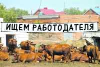 Из Саракташского района уходит работодатель 400 крестьян.