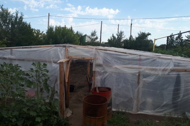 В Беляевском районе полицейские обнаружили конопляную ферму 