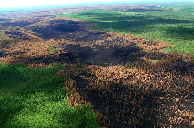 Последствия лесных пожаров в Красноярском крае.