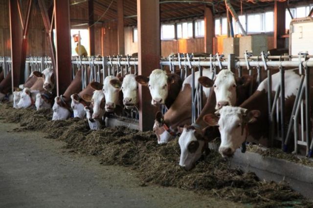 Ишимская агрофирма «Колос» увеличила валовое производство молока