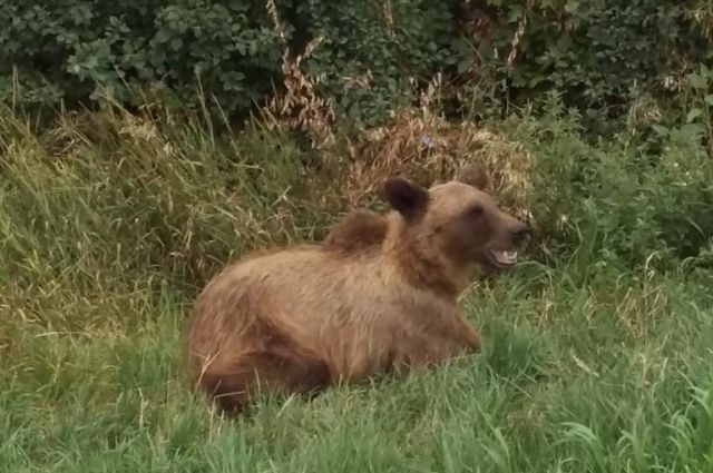 В Первомайском районе сбежавшего медвежонка ловили полицейские и ветеринар