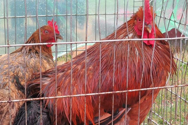 СКР передал в суд дело о мошенничестве ИП в Тюмени по поставке кур и яиц