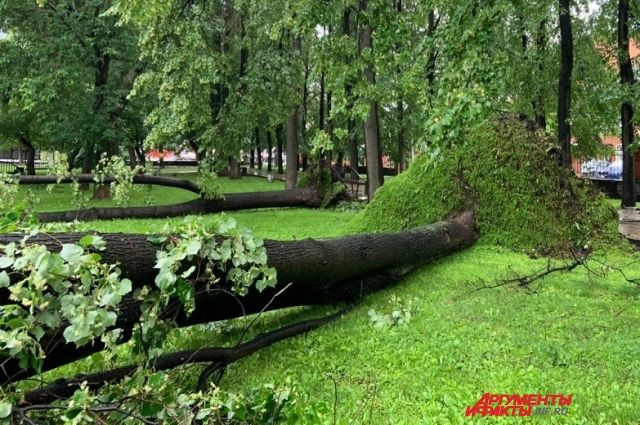 6 августа из-за сильного ветра упало много деревьев.