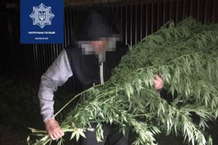 В Борисполе мужчина нес улицей куст конопли для «личного потребления»