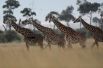 Жирафы в национальном заповеднике Масаи-Мара, Кения.