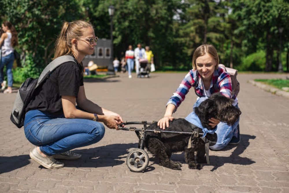 Акция в парке растопила сердца многих новосибирцев. И некоторые животные, наконец, нашли дом.