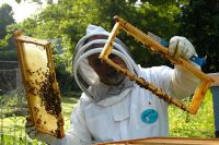 В погоне за прибылью многие пасечники не заботятся о пчёлах.