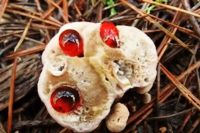 Жители Ноябрьска нашли редкий ядовитый гриб