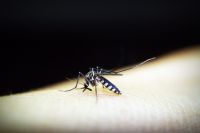 Комары - переносчики смертельно опасных инфекций.