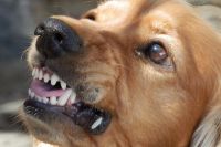Бездомные собаки в Тобольске испортили бампер автомобиля