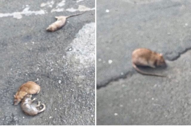 Мертвые и живая крысы на Малахова