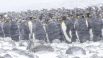 Королевские пингвины собрались вместе, чтобы погреться.