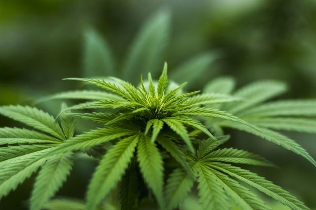 Конопля из северных районов новый закон о марихуане