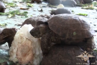 Живая контрабанда: в Оренбуржье спасены 4 тыс. краснокнижных черепах 