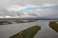 АО «Транснефть-Сибирь» участвовало в выпуске мальков чира в реку на Ямале
