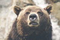 В Удмуртии рядом с землянкой пропавшего грибника нашли следы медведя