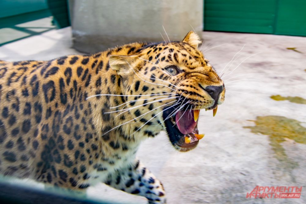 Ещё одна большая кошка в зоогалерее – леопард Лёпа.