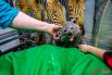 С последней пришлось попрощаться – таких зверей в России всего четверо, и Бэлль уже перекупил один из краснодарских зоопарков, поэтому 27 августа она улетела в новый дом.