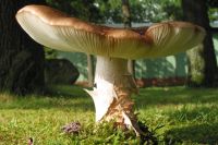 Необычный гриб нашли в тайге