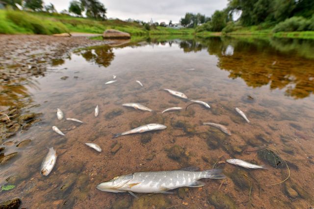 Рыбаки нашли мёртвую рыбу на озере 30 августа 2019 года, но катастрофа могла произойти раньше.