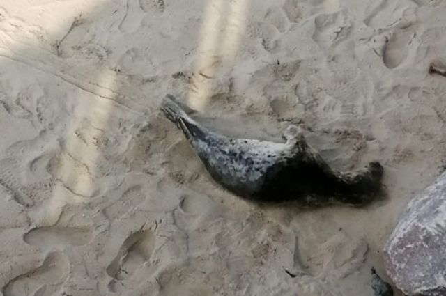 Тюлень приплыл отдохнуть в Светлогорск