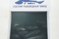 Собский рыбоводный завод поставил в Салехард партию радужной форели