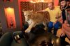 Мужчины пытаются поиграть 15-месячным львом Лео, принадлежащим шейху Бленду Мамуну, в одном из кафе в Дахуке, Ирак.