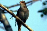 Тюменцы могут воспроизвести пение птиц на озере Алебашево 