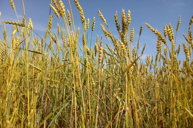 В крае уже собрано зерно с площади 390 тыс. га.