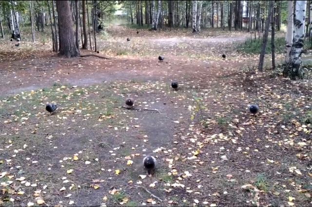 В Ноябрьске голуби «преследуют» горожан