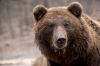 В Тюменской области причиной смерти грибника могло стать нападение медведя