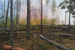 В Черниговской области в лесу произошел пожар - ГСЧС