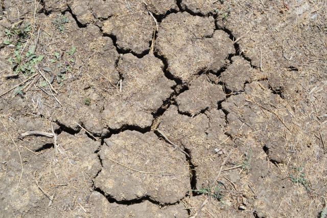 В Оренбуржье из-за засухи в 24 районах действует режим ЧС 
