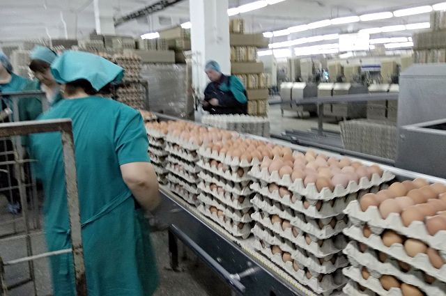 Тюменские яйцо и курица отправятся на Ближний Восток